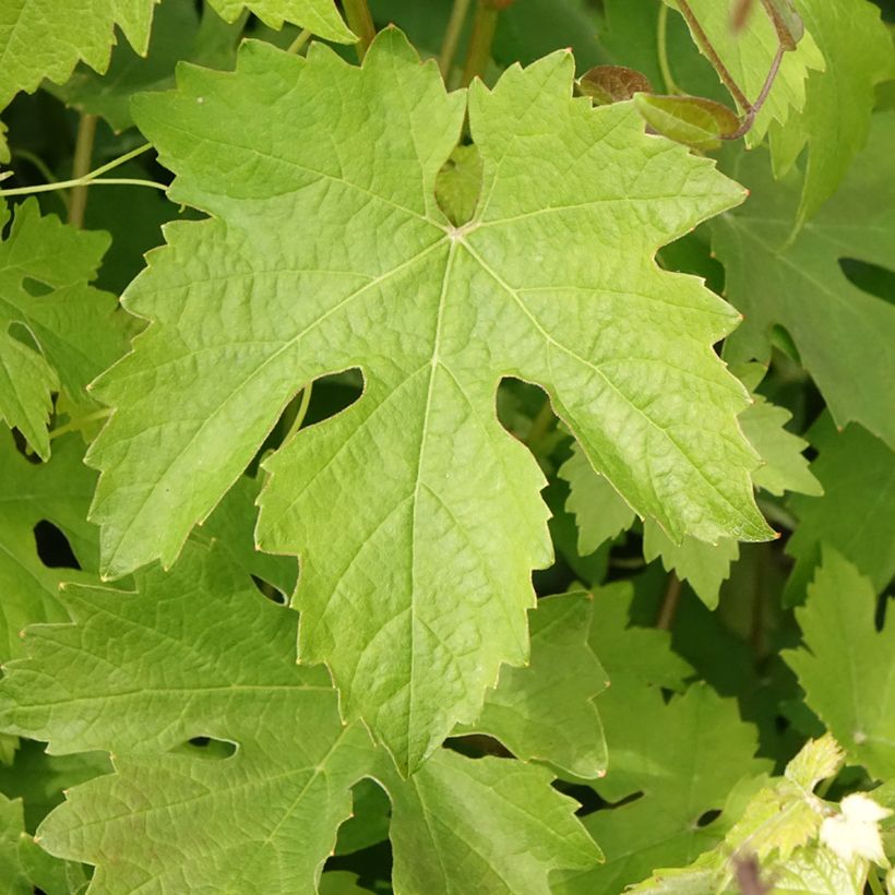 Vigne Barbera - Vitis vinifera (Foliage)