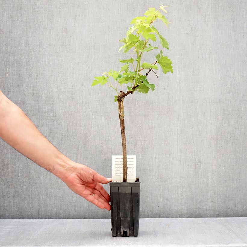 Example of Vigne Barbera - Vitis vinifera Pot de 1,5L/2L as you get in printemps