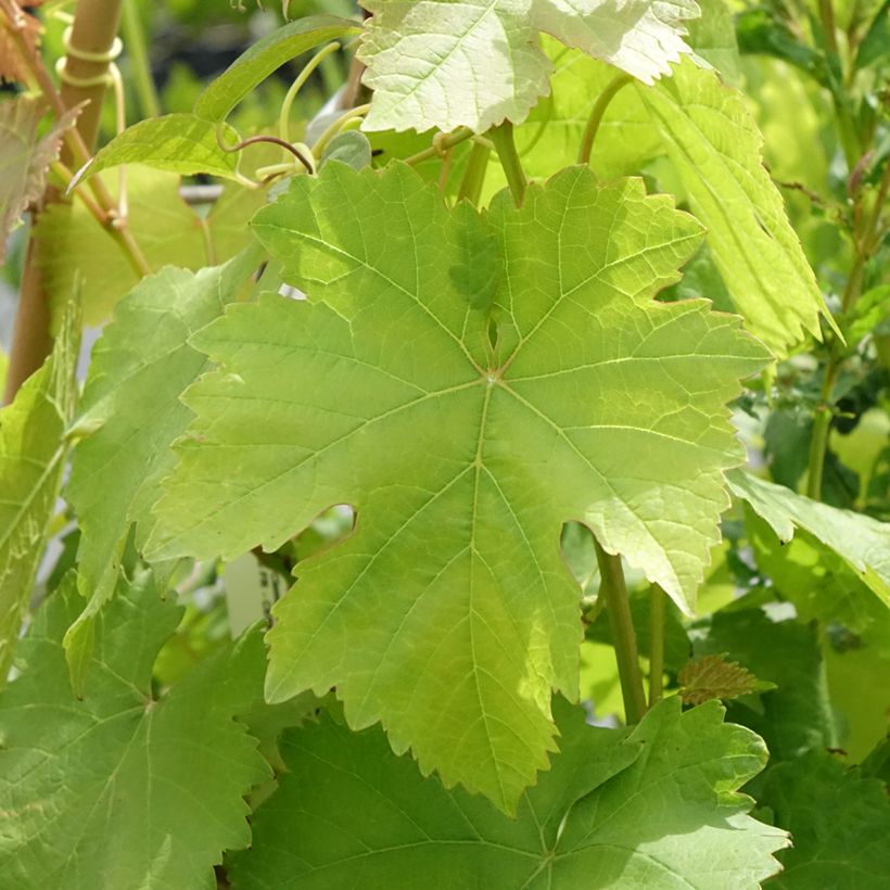 Vigne Bianca - Raisin blanc (Foliage)