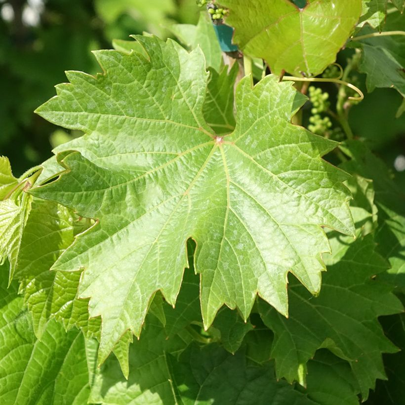 Vigne Black Magic - Vitis vinifera (Foliage)