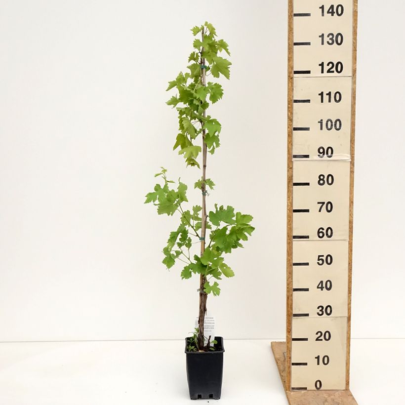 Example of Vigne Black Magic - Vitis vinifera Pot de 1,5L/2L as you get in printemps