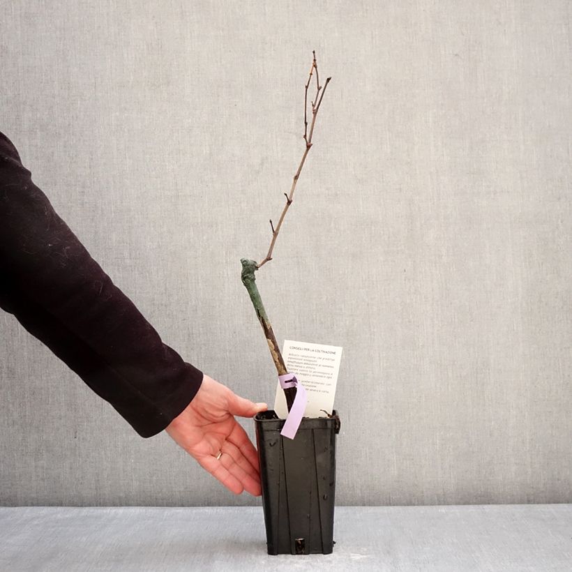 Example of Vigne Bonarda - Vitis vinifera Pot de 1,5L/2L as you get in hiver