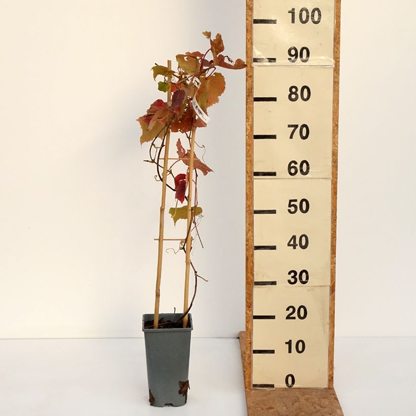 Spécimen de Vigne Brant Pot de 2L/3L tel que livré en automne