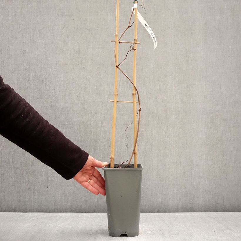 Example of Vigne Brant Pot de 2L/3L as you get in hiver