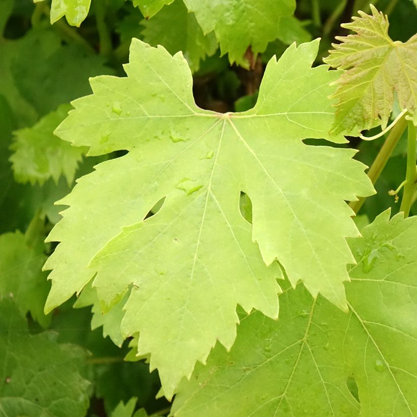 Vigne Cardinal (Foliage)