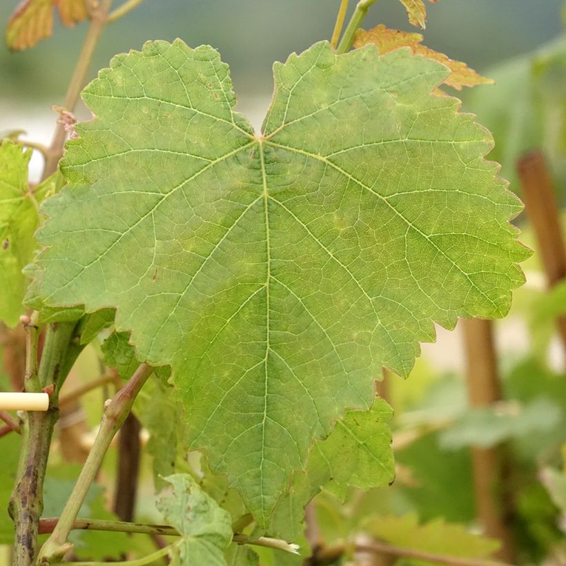 Vigne Chasselas Doré (Foliage)