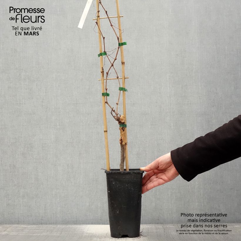 Example of Vigne Chasselas Doré Pot de 2L/3L as you get in printemps