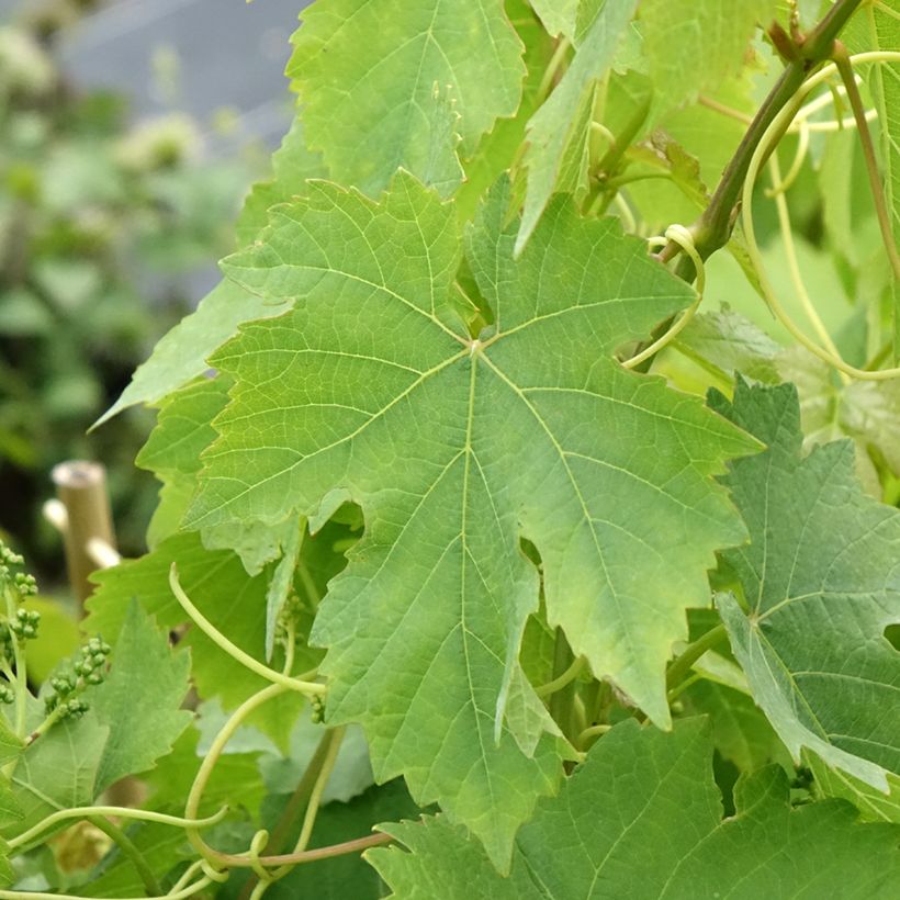 Vigne Chasselas Rose (Foliage)