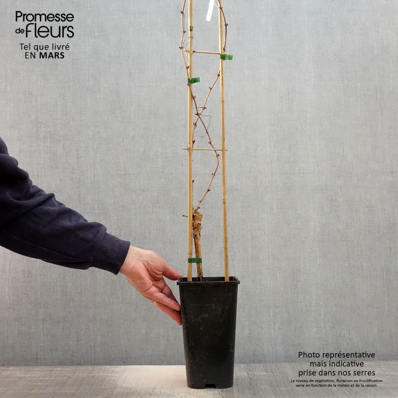 Example of Vigne Chasselas Rose Pot de 2L/3L as you get in printemps