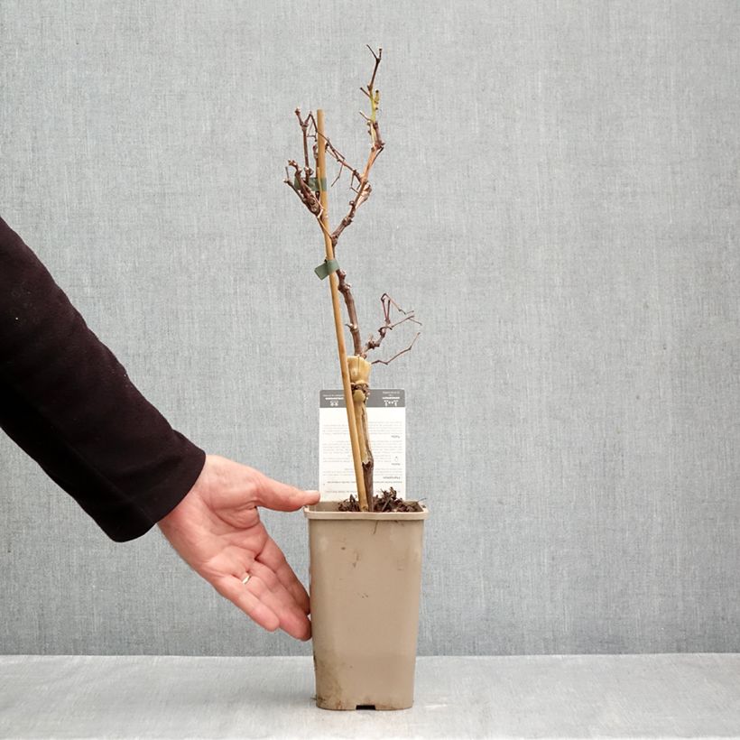 Spécimen de Vigne Chasselat Cioutat Pot de 1,5L/2L tel que livré en automne