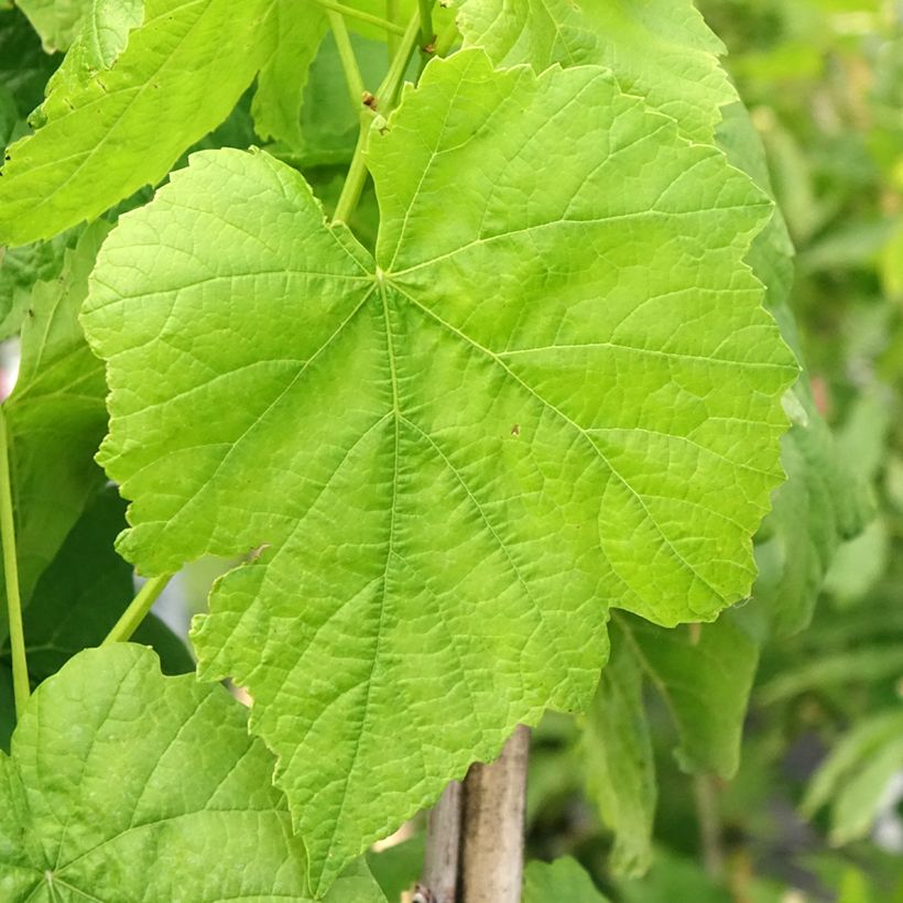 Vigne Citrina - Vitis vinifera (Foliage)