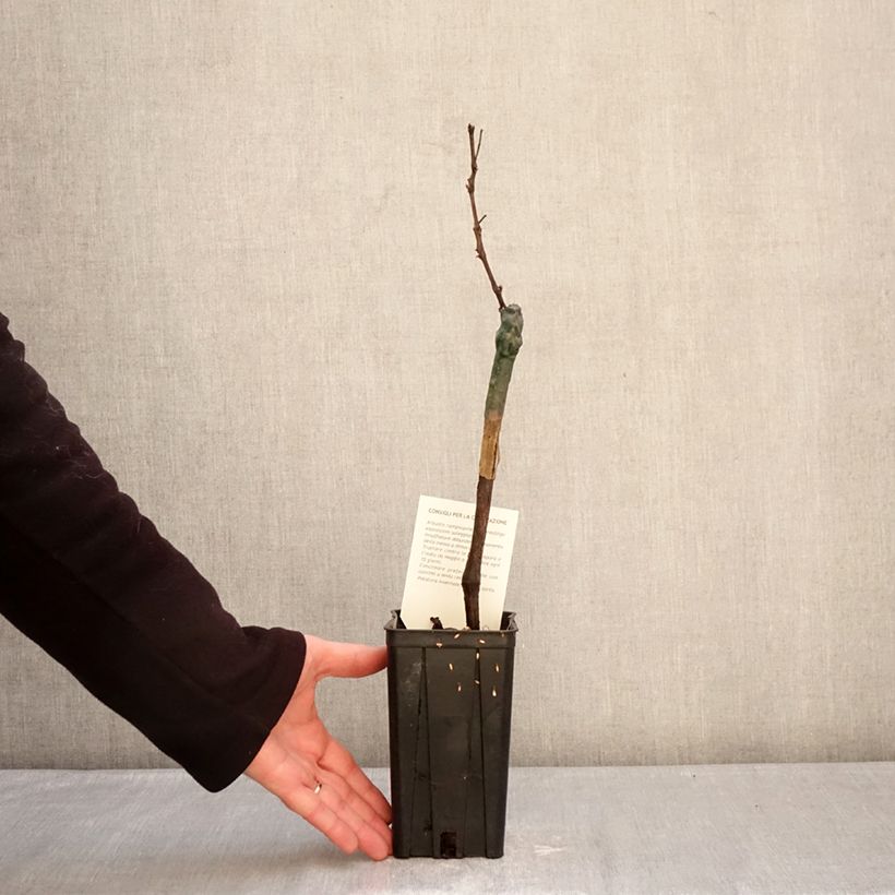 Example of Vigne Croatina - Vitis vinifera Pot de 1,5L/2L as you get in hiver