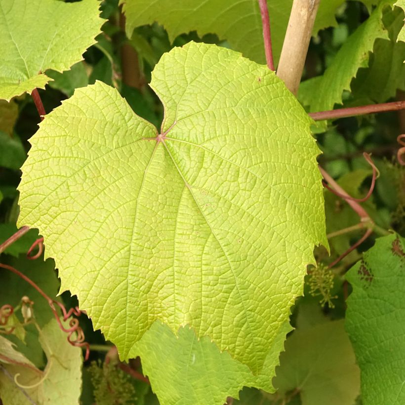 Vigne d'ornement - Vitis coignetiae (Feuillage)