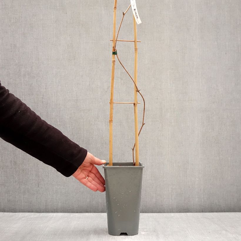 Example of Vigne d'ornement - Vitis coignetiae Sunning Dale Pot de 3L/4L as you get in hiver