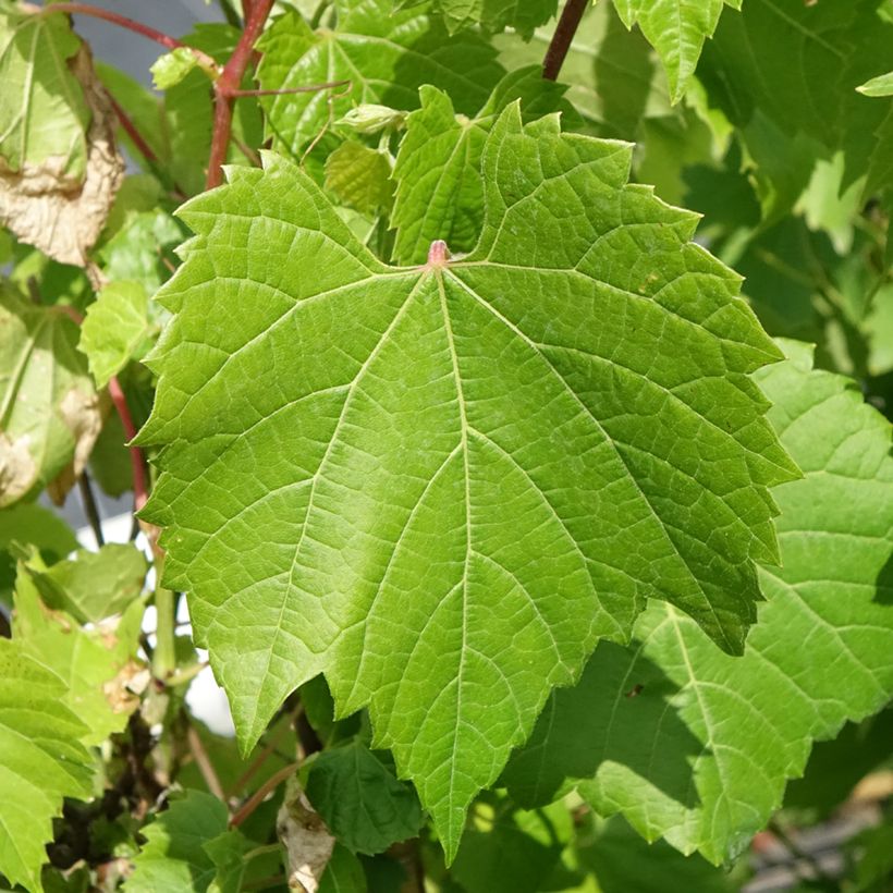 Vigne d'ornement - Vitis odoratissima (vulpina, riparia) (Foliage)