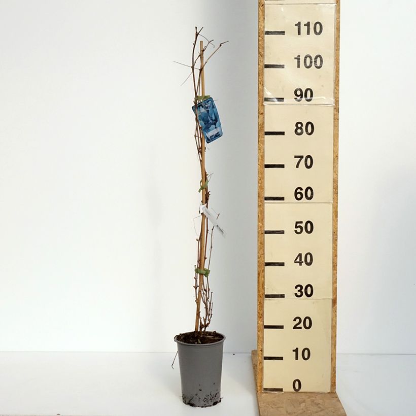 Example of Vigne d'ornement - Vitis odoratissima (vulpina, riparia) Pot de 3L/4L as you get in printemps