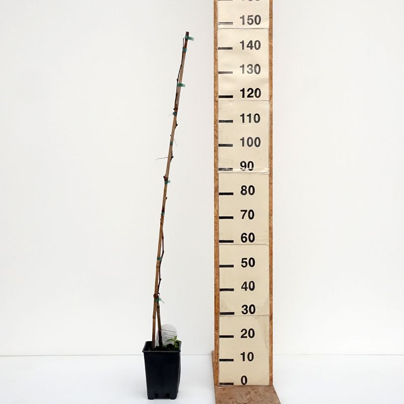 Example of Vigne de table Agata - Vitis hybrida Pot de 1,5L/2L as you get in hiver