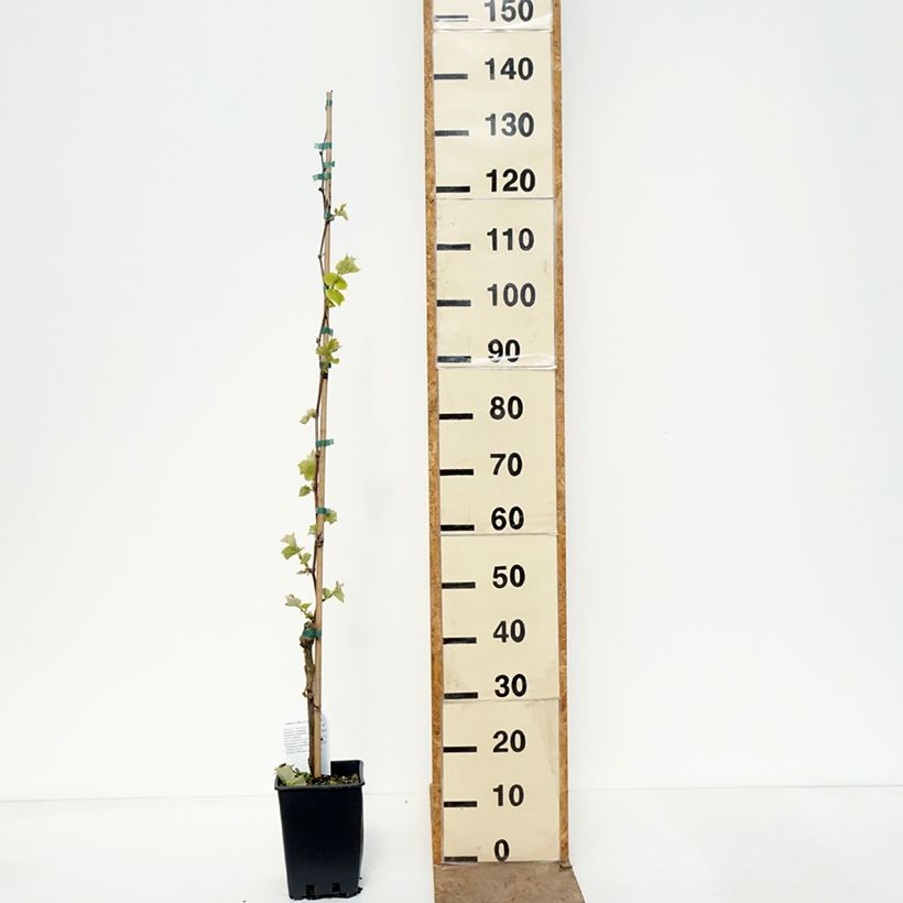 Spécimen de Vigne de table Agata - Vitis hybrida Pot de 1,5L/2L tel que livré au printemps
