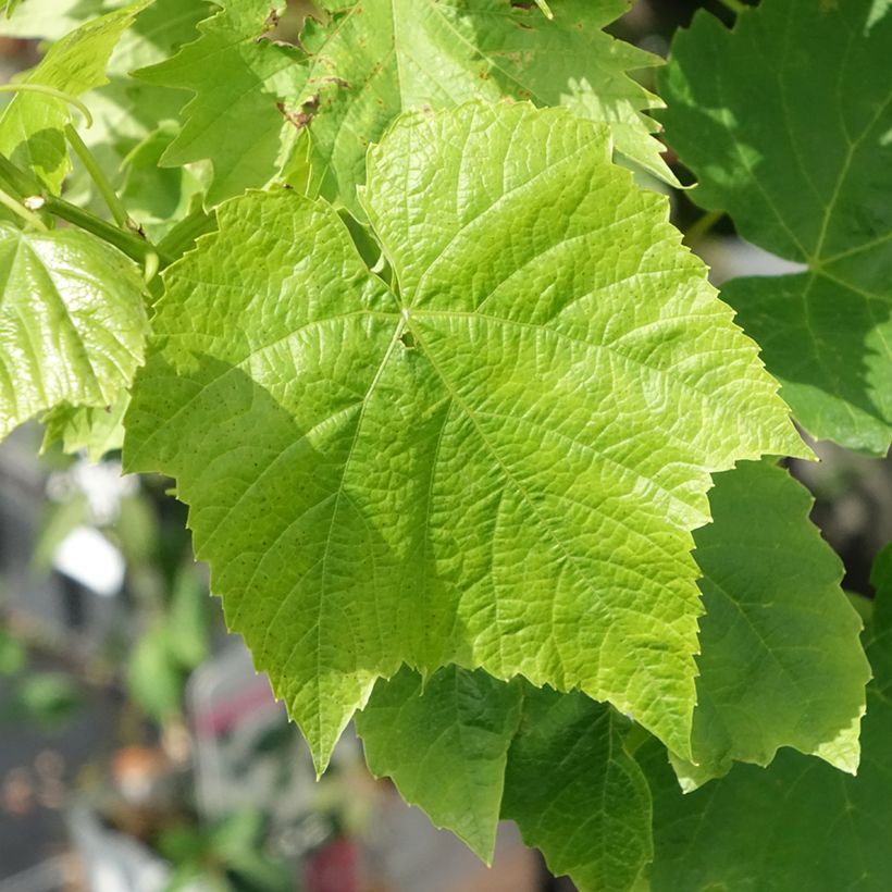 Vigne de table Ambra - Vitis hybrida (Foliage)