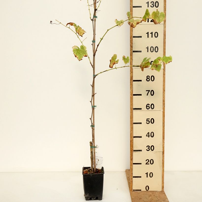 Spécimen de Vigne de table Ambra - Vitis hybrida Pot de 1,5L/2L tel que livré en automne