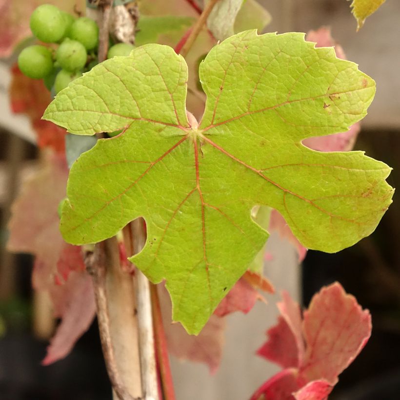 Vigne de table Attika - Vitis vinifera (Foliage)