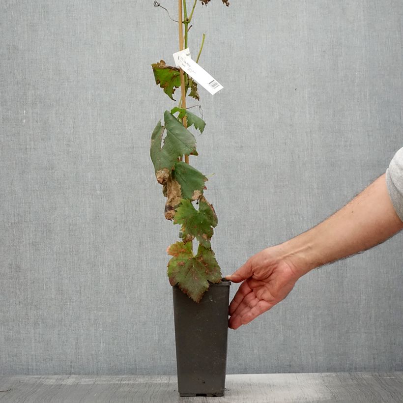 Spécimen de Vigne de table Attika - Vitis vinifera Pot de 2L/3L tel que livré en automne