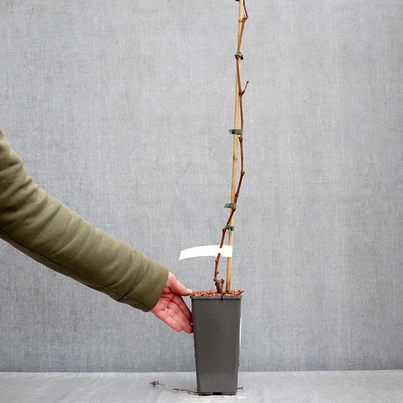 Example of Vigne de table Attika - Vitis vinifera Pot de 2L/3L as you get in hiver