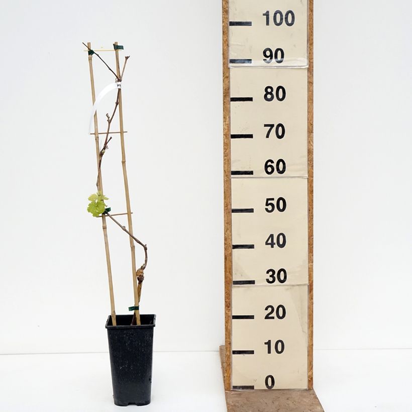 Spécimen de Vigne de table Attika - Vitis vinifera Pot de 2L/3L tel que livré au printemps