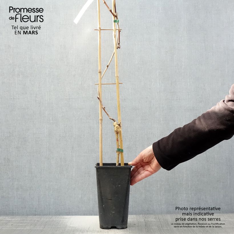 Example of Vigne de table Autumn Royal - Variété rouge apyrène Pot de 1,5L/2L as you get in printemps