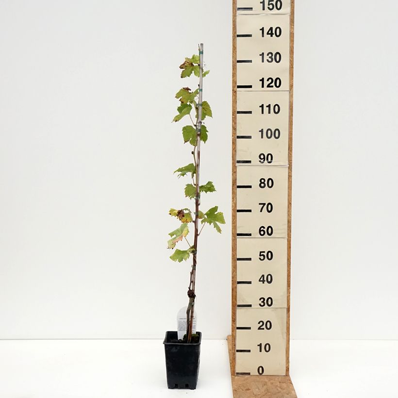Spécimen de Vigne de table Corniola - Vitis vinifera Pot de 1,5L/2L tel que livré en automne