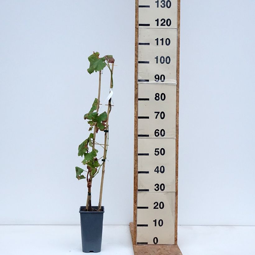 Spécimen de Vigne de table Crimson Seedless - Vitis vinifera   Pot de 3L/4L tel que livré en automne