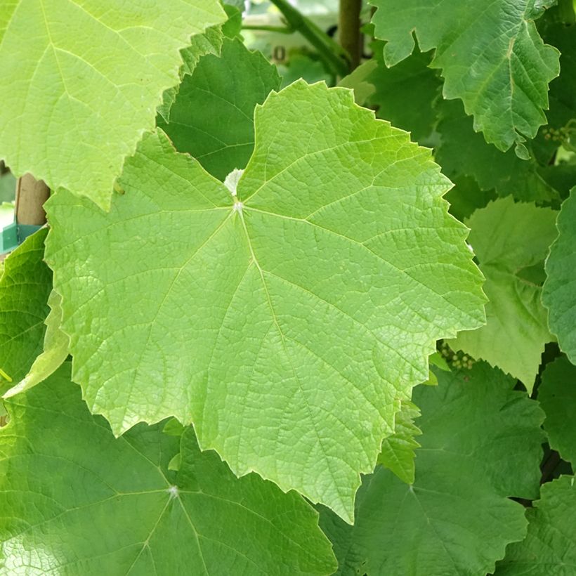 Vigne de table Francese Bianca, Blanche de France - Vitis  (Foliage)