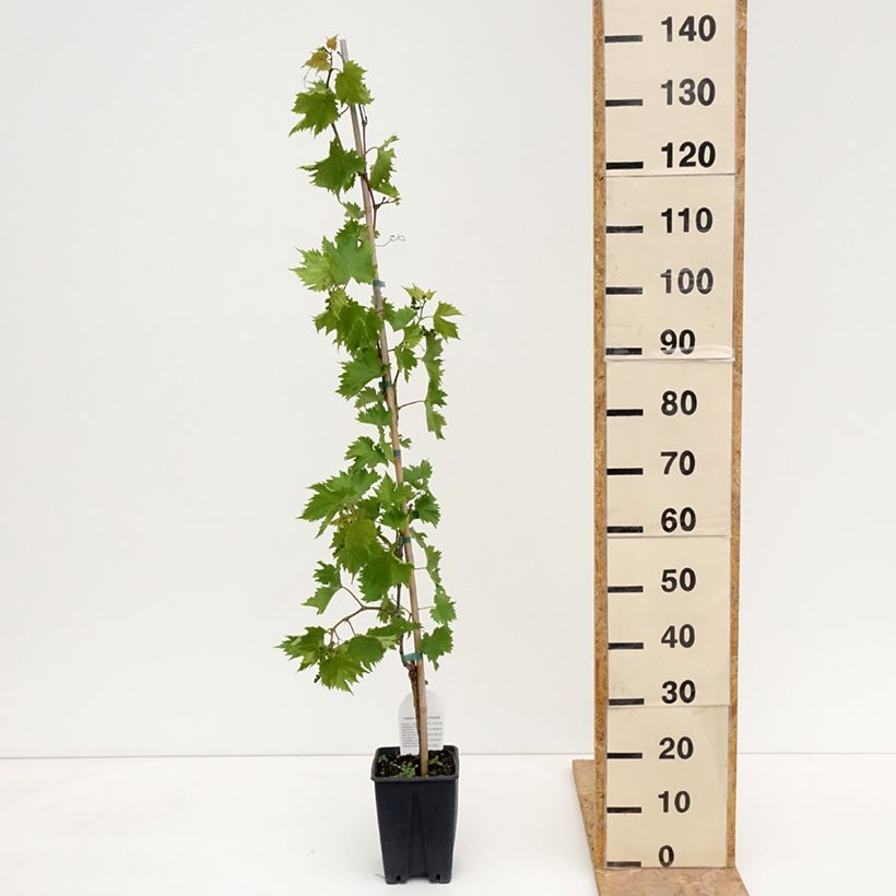 Example of Vigne de table Francese Bianca, Blanche de France - Vitis  Pot de 3L/4L as you get in printemps