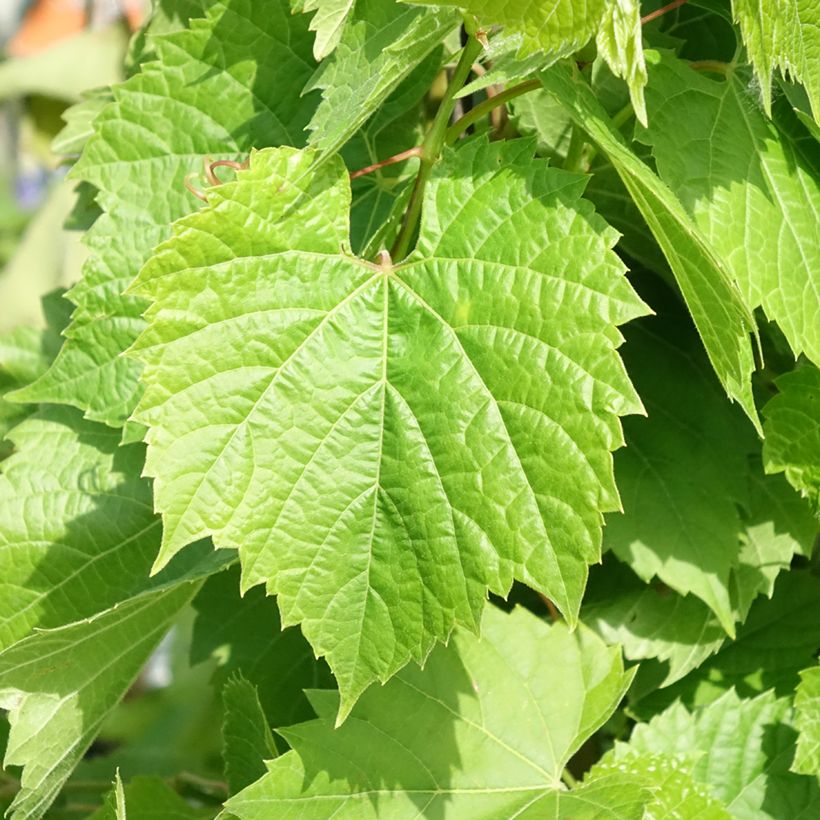 Vigne de table Francese Nera, Noire de France - Vitis x hybrida (Foliage)