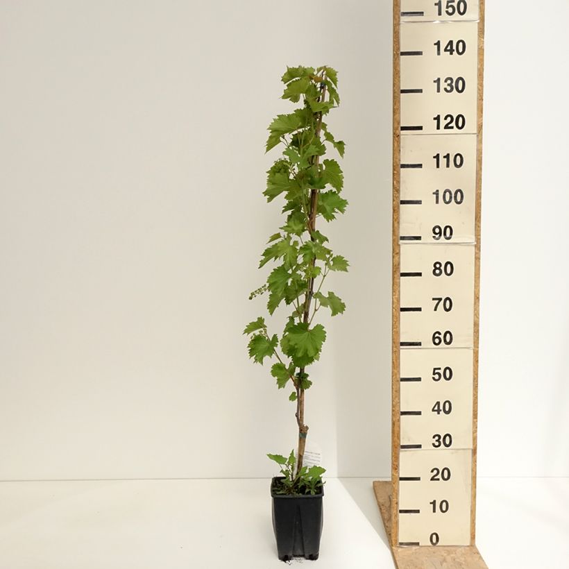 Example of Vigne de table Francese Nera, Noire de France - Vitis x hybrida Pot de 1,5L/2L as you get in printemps