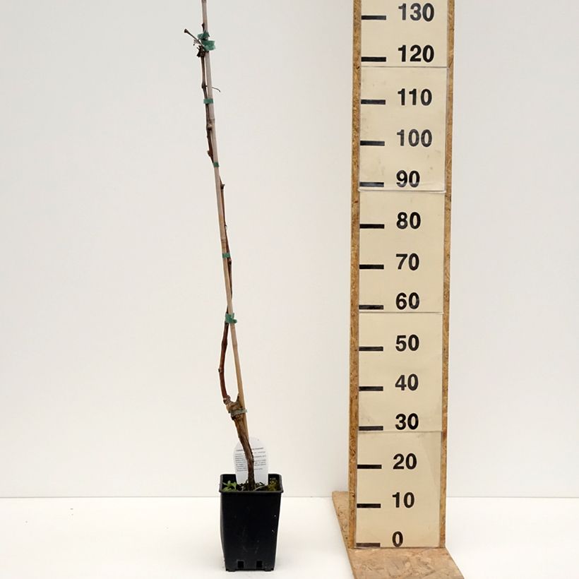 Example of Vigne de table Leopoldo - Vitis vinifera Pot de 1,5L/2L as you get in printemps