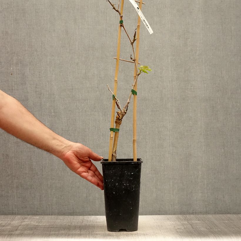 Example of Vigne de table Lilla - Vitis vinifera  Pot de 3L/4L as you get in printemps