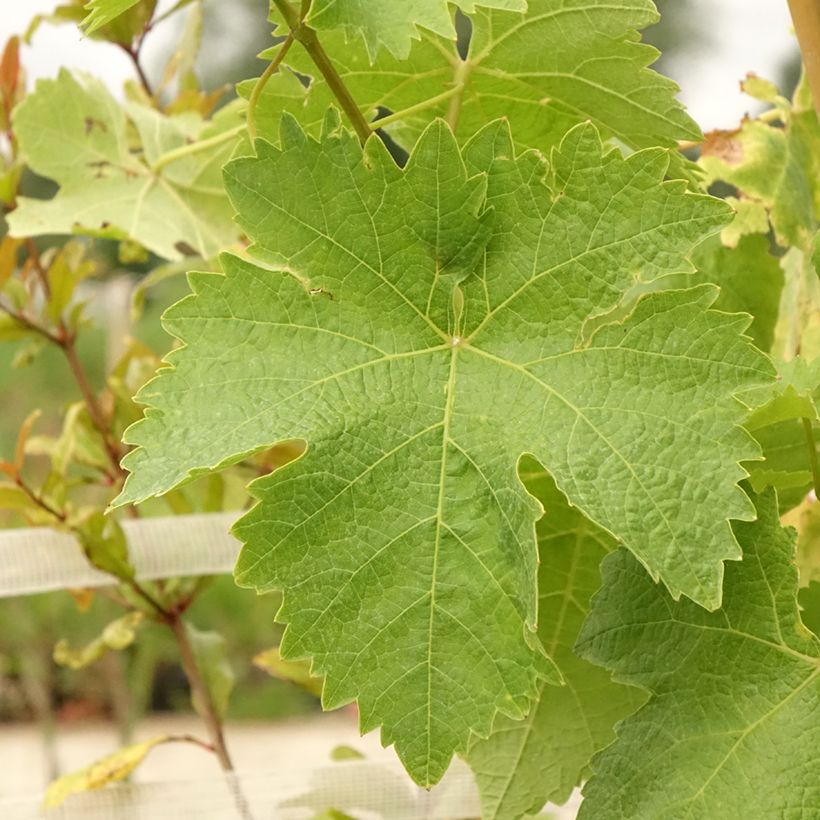 Vigne de table Lilla - Vitis vinifera  (Foliage)