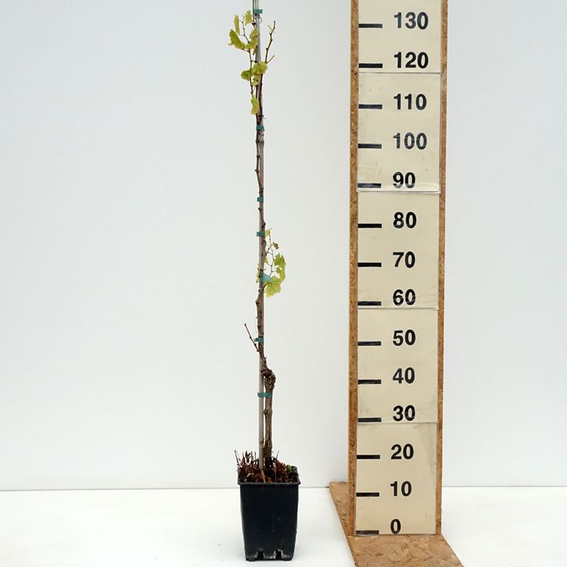 Spécimen de Vigne de table Luglienga - Vitis vinifera Pot de 1,5L/2L tel que livré en automne