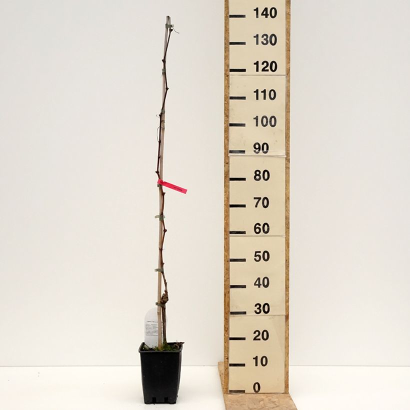 Example of Vigne de table Luglienga - Vitis vinifera Pot de 1,5L/2L as you get in printemps