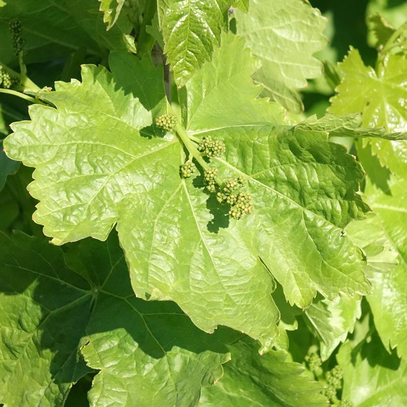 Vigne de table Michele Palieri - Vitis vinifera (Foliage)