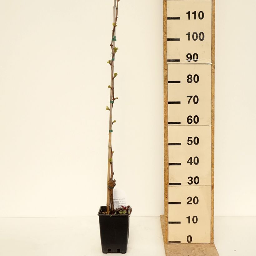 Example of Vigne de table Michele Palieri - Vitis vinifera Pot de 1,5L/2L as you get in printemps