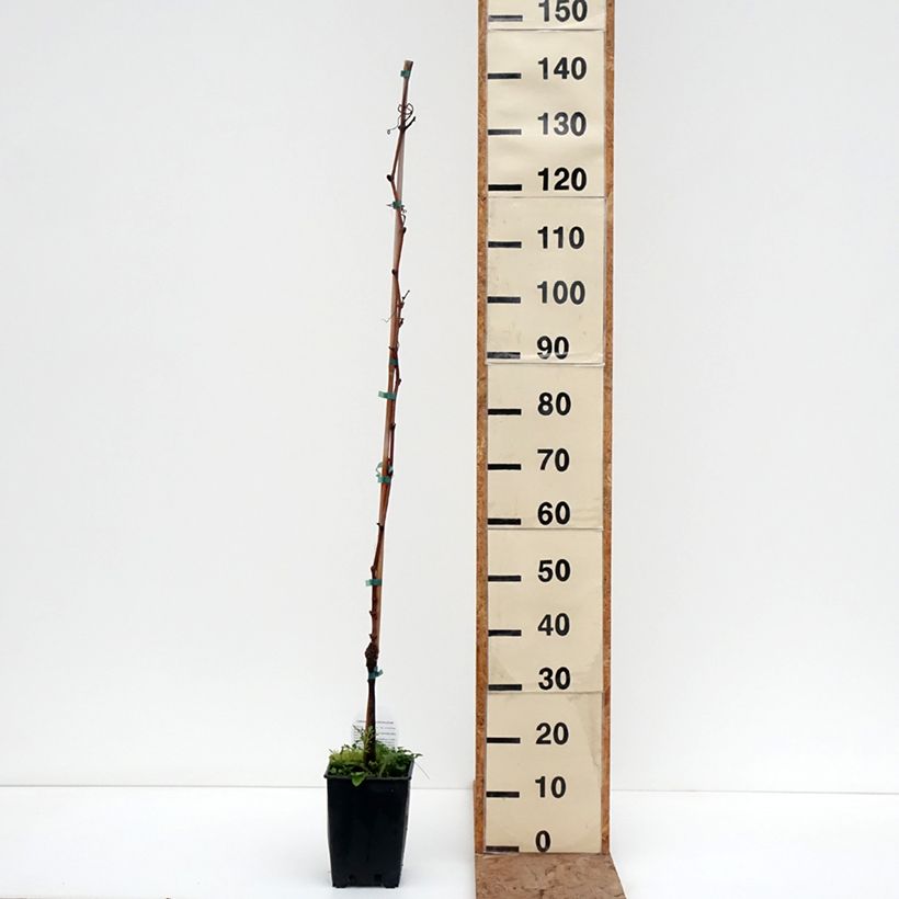 Example of Vigne de table Moscato d'Adda - Vitis vinifera Pot de 1,5L/2L as you get in hiver