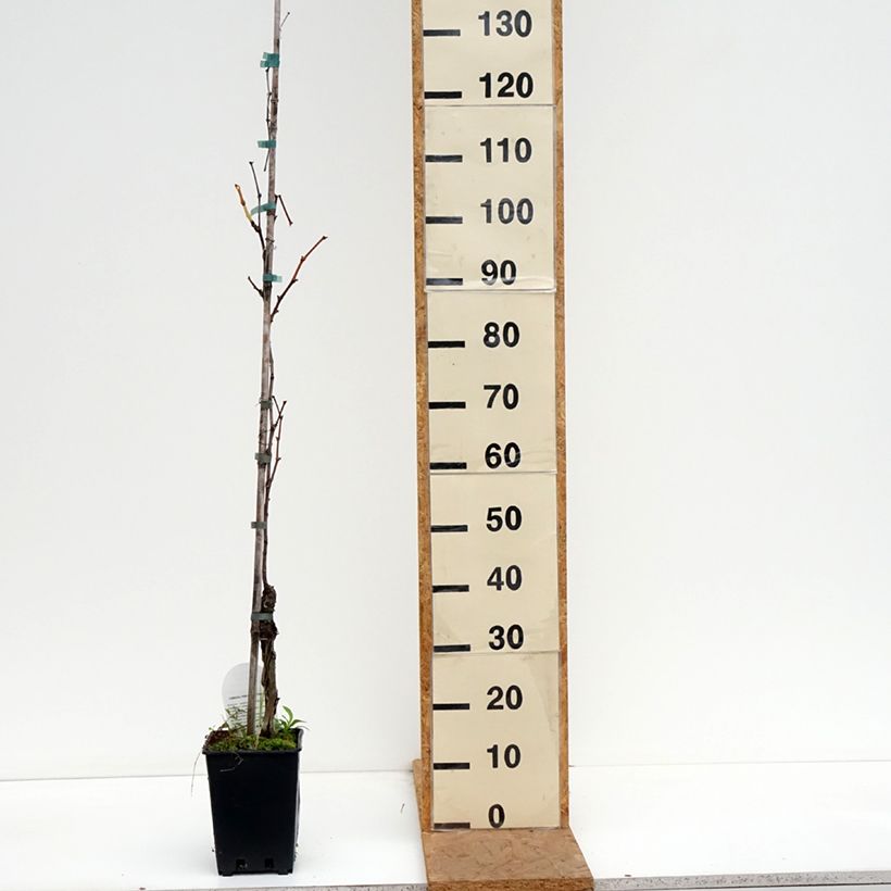 Spécimen de Vigne de table Moscato Giallo - Vitis vinifera Pot de 1,5L/2L tel que livré en automne