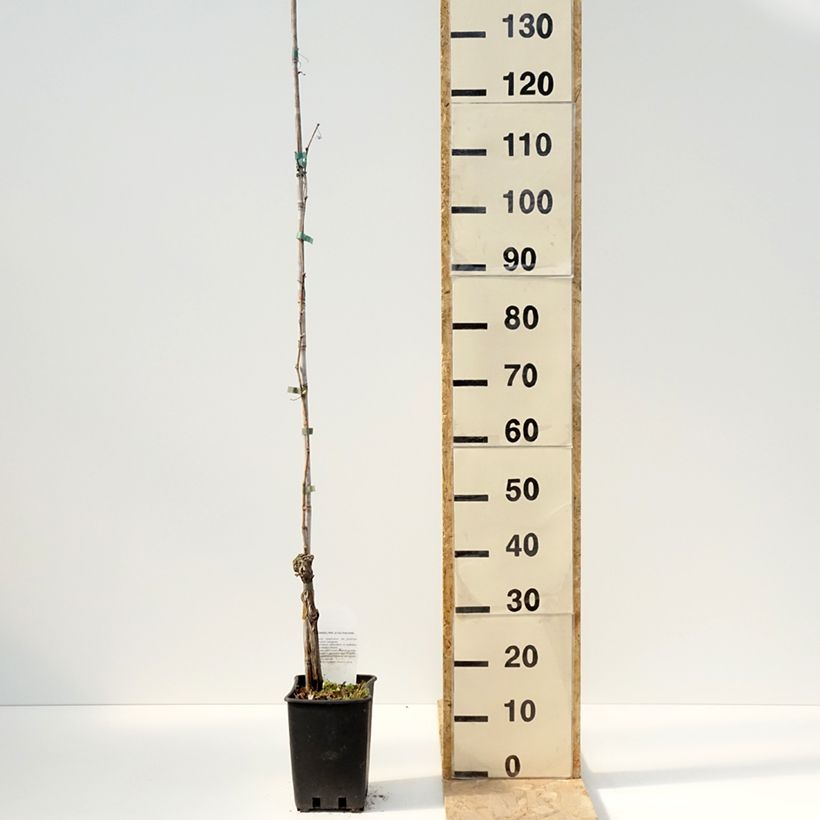 Example of Vigne de table Moscato Giallo - Vitis vinifera Pot de 1,5L/2L as you get in printemps