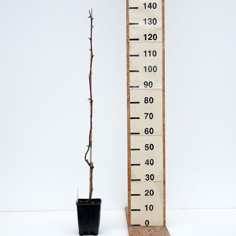 Example of Vigne de table Opalina - Vitis hybrida Pot de 1,5L/2L as you get in hiver