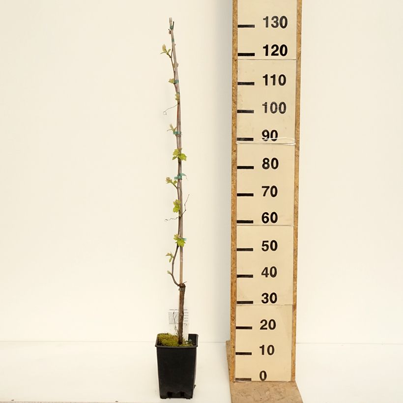 Example of Vigne de table Opalina - Vitis hybrida Pot de 3L/4L as you get in printemps