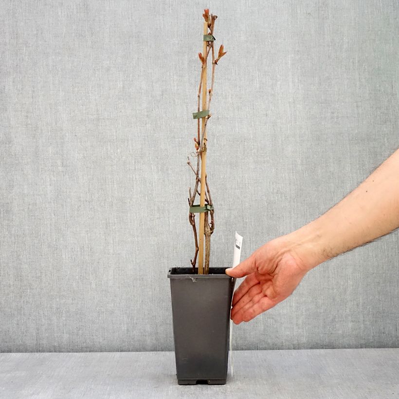 Example of Vigne de table Picurka - Vitis vinifera Pot de 1,5L/2L, Touffe as you get in printemps