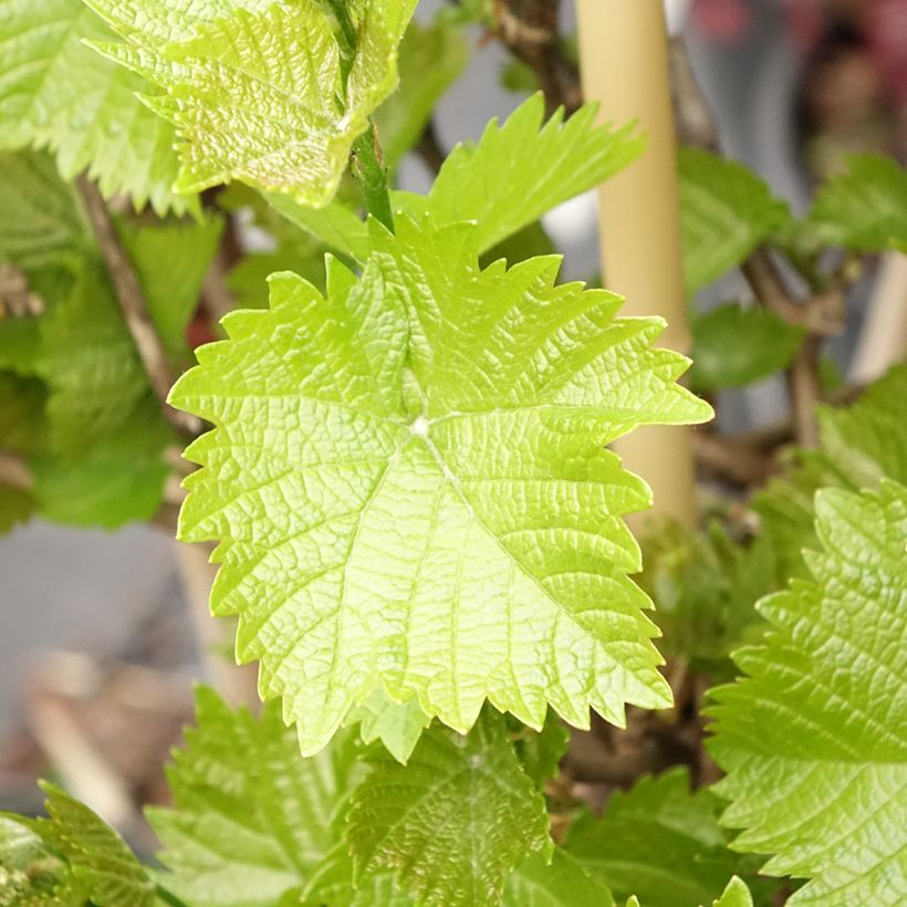 Vigne de table Picurka - Vitis vinifera (Foliage)
