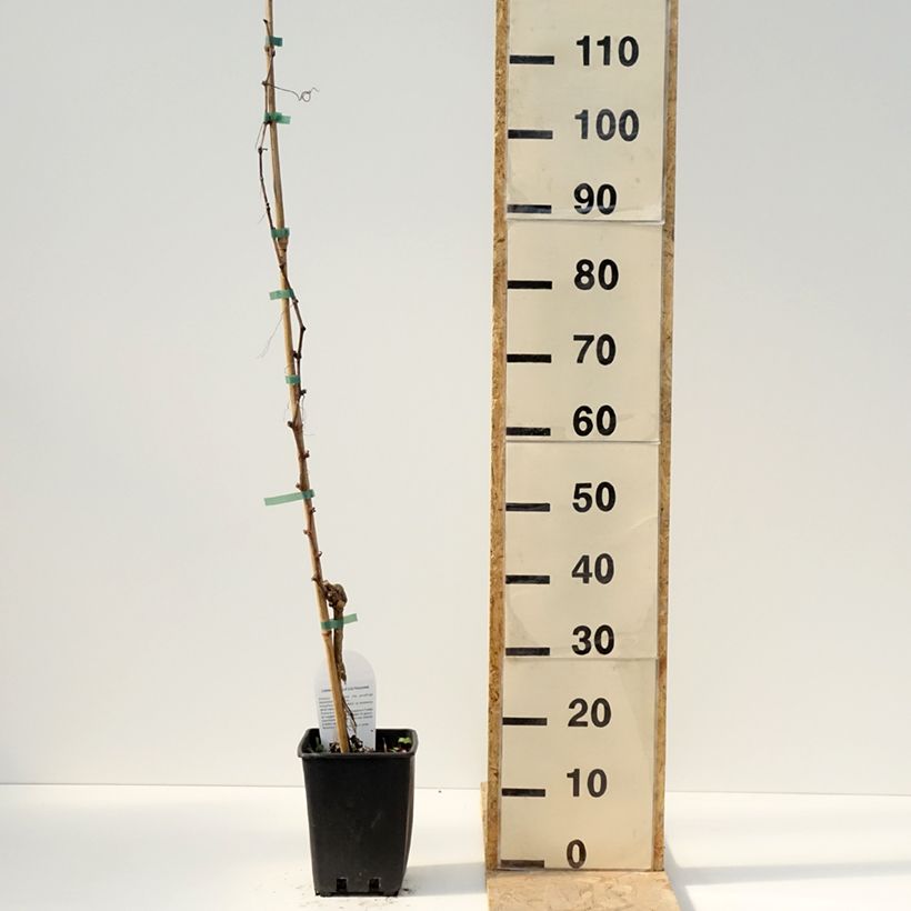 Example of Vigne de table Pizzutello Bianco, Cornichon blanc - Vitis vinifera Pot de 1,5L/2L as you get in printemps